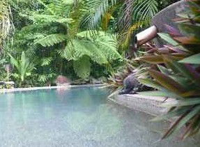 Daintree Rainforest Retreat Motel - Accommodation BNB 5