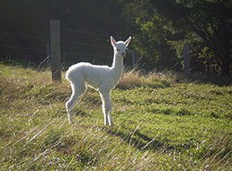 Book Nambucca Heads Accommodation Vacations Accommodation BNB Accommodation BNB