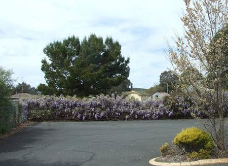 Lilac City Motor Inn & Streakhouse - Accommodation BNB 1