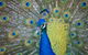 Willunga Peacock Farm Bed And Breakfast - thumb 0