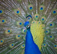 Willunga Peacock Farm Bed and Breakfast - Accommodation BNB