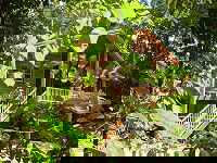 Rivers Edge Rainforest Retreat - Accommodation BNB 0