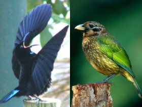 Chambers Wildlife Rainforest Lodges - Accommodation BNB 0