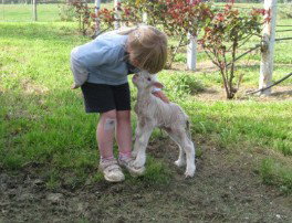 Taras Richmond Farmstay - Accommodation BNB 3