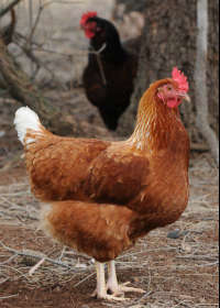 Avonmore Estate Biodynamic Winery - Accommodation BNB 0