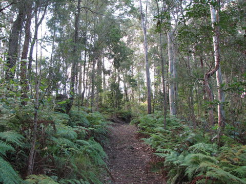 Maleny Country Cottages - Accommodation BNB 1