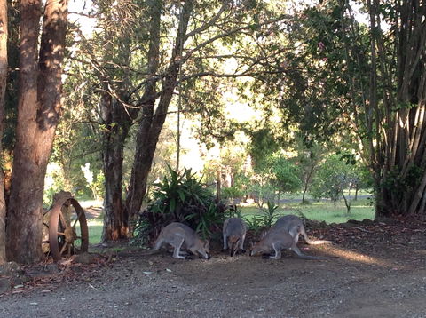 Maleny Country Cottages - Accommodation BNB 5