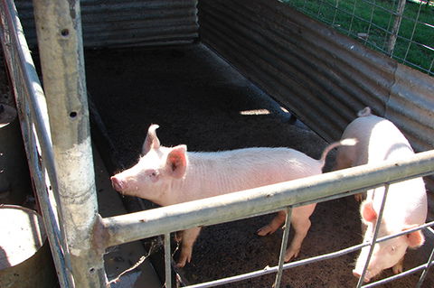 Lee Farmstay - Accommodation BNB 6