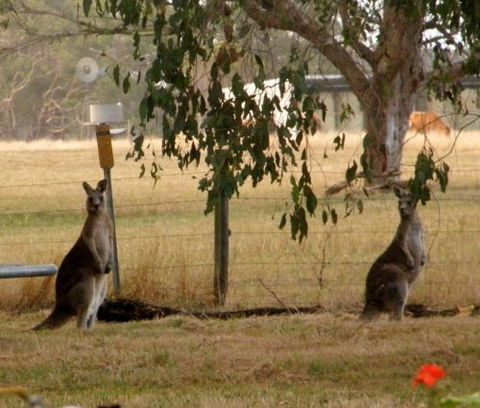 Blue Wren Haven - Accommodation BNB 5