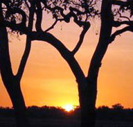 Coodardie Station Stay - Accommodation BNB
