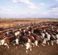 Bond Springs Outback Retreat - Accommodation BNB