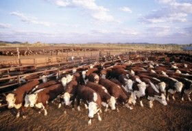 Bond Springs Outback Retreat - Accommodation BNB 0