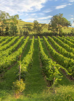 Balgownie Estate Vineyard & Spa - Accommodation BNB 4