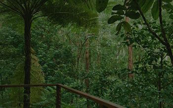Kondalilla Eco Resort - Accommodation BNB 7