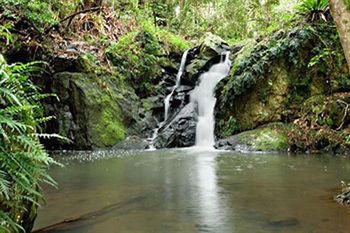 Kondalilla Eco Resort - Accommodation BNB 63