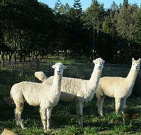 Blackwattle Farm BampB and Farm Stay - Accommodation BNB