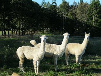 Blackwattle Farm B&B And Farm Stay - Accommodation BNB 0
