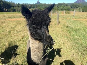 Blackwattle Farm B&B And Farm Stay - Accommodation BNB 4