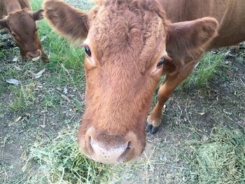 Blackwattle Farm B&B And Farm Stay - Accommodation BNB 5