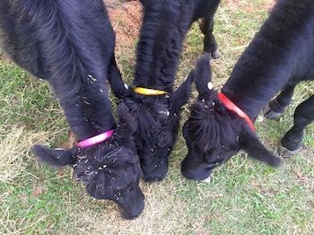 Blackwattle Farm B&B And Farm Stay - Accommodation BNB 6