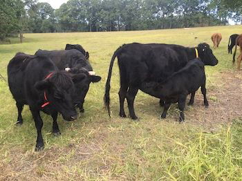 Blackwattle Farm B&B And Farm Stay - Accommodation BNB 8