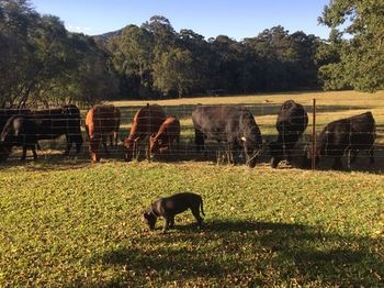 Blackwattle Farm B&B And Farm Stay - Accommodation BNB 13