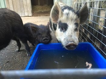 Blackwattle Farm B&B And Farm Stay - Accommodation BNB 14