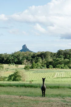 Blackwattle Farm B&B And Farm Stay - Accommodation BNB 38
