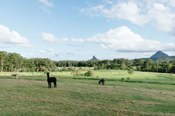 Blackwattle Farm B&B And Farm Stay - Accommodation BNB 43