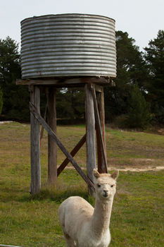 Seclusions Blue Mountains - Accommodation BNB 6