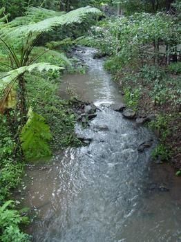 Treetops Accommodation Montville - Accommodation BNB 4