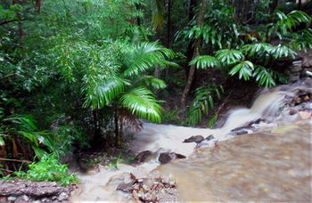Treetops Accommodation Montville - Accommodation BNB 11