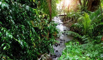 Treetops Accommodation Montville - Accommodation BNB 48