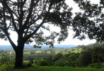 Treetops Accommodation Montville - Accommodation BNB 49