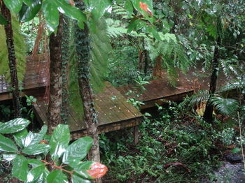 Treetops Accommodation Montville - Accommodation BNB 81