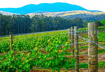 Valley Farm Vineyard Cottages - Accommodation BNB 10