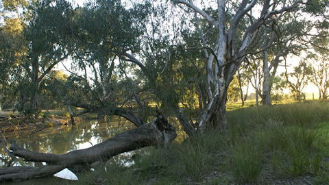Numurkah Caravan Park - Accommodation BNB 5