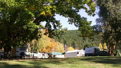 Porepunkah Pines Holiday Park - Accommodation BNB 5