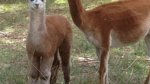 Chestnut Springs - Accommodation BNB 6