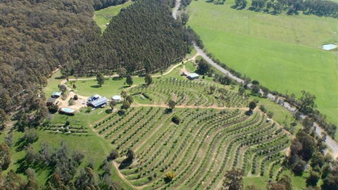 Karoonda Olive Grove Retreat At Mt Buffalo Olives - Accommodation BNB 2
