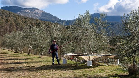 Karoonda Olive Grove Retreat At Mt Buffalo Olives - Accommodation BNB 3