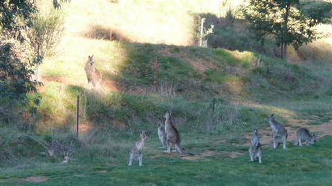 Karoonda Olive Grove Retreat At Mt Buffalo Olives - Accommodation BNB 6
