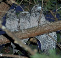BIG4 Kelso Sands Holiday  Native Wildlife Park - Accommodation BNB