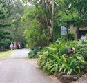 Tamborine Mountain Caravan  Camping - Accommodation BNB