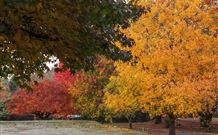 Laurel Hill Forest Lodge - Tumbarumba - Accommodation BNB 2