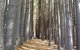 Laurel Hill Forest Lodge - Tumbarumba - thumb 4