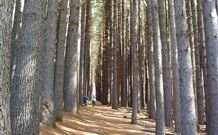 Laurel Hill Forest Lodge - Tumbarumba - Accommodation BNB 4