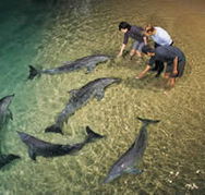 Tangalooma Wild Dolphin Resort - Accommodation BNB