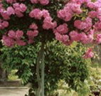 Eden Bed and Breakfast - Accommodation BNB