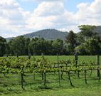 Jessica's Guest House and Vineyard - Accommodation BNB